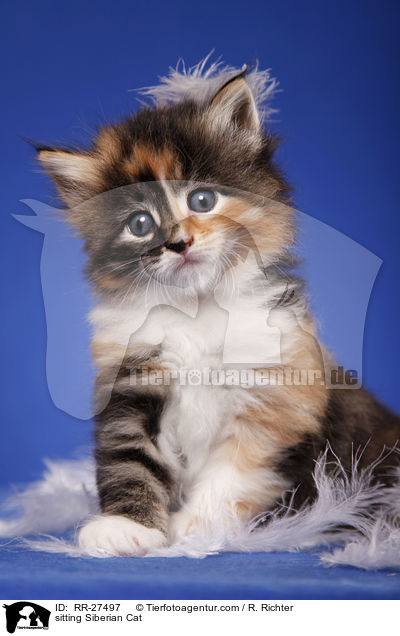 sitzende Sibirische Katze / sitting Siberian Cat / RR-27497