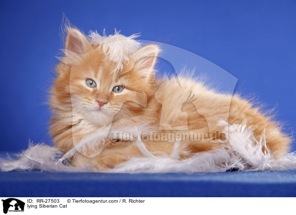 liegende Sibirische Katze / lying Siberian Cat / RR-27503