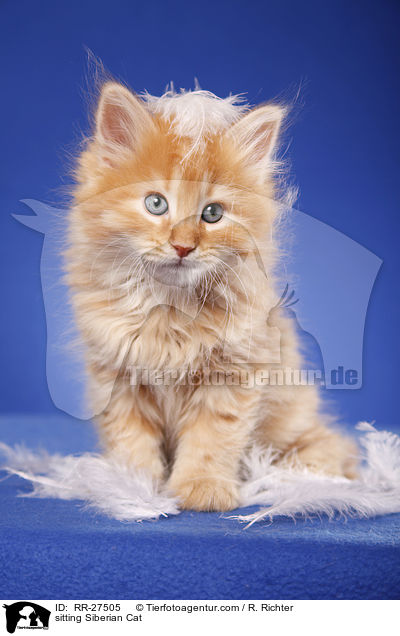 sitzende Sibirische Katze / sitting Siberian Cat / RR-27505