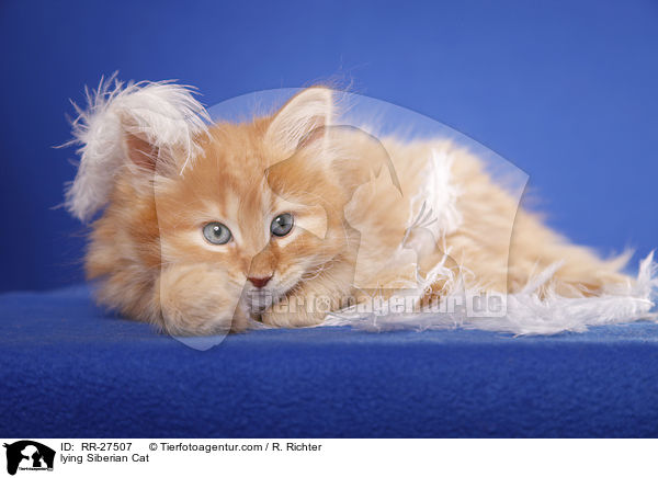 liegende Sibirische Katze / lying Siberian Cat / RR-27507