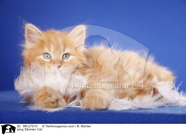 liegende Sibirische Katze / lying Siberian Cat / RR-27510