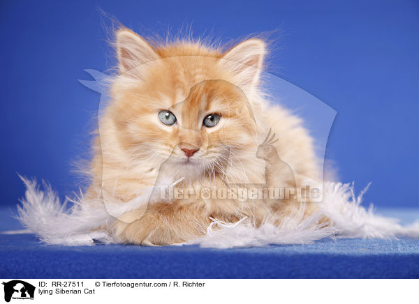 liegende Sibirische Katze / lying Siberian Cat / RR-27511
