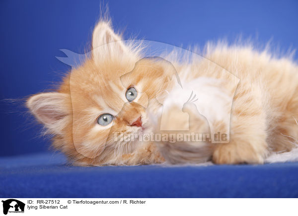 liegende Sibirische Katze / lying Siberian Cat / RR-27512