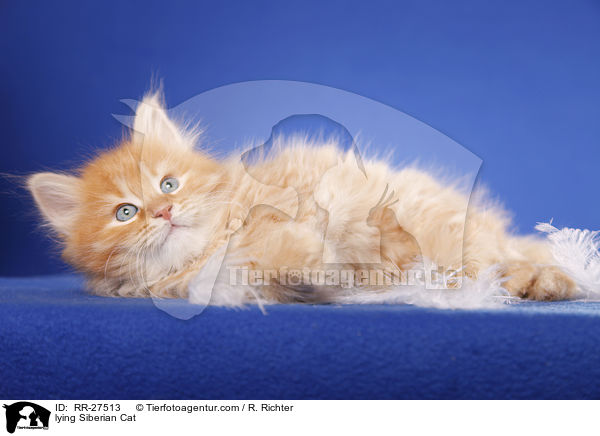 liegende Sibirische Katze / lying Siberian Cat / RR-27513