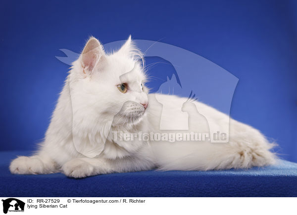liegende Sibirische Katze / lying Siberian Cat / RR-27529