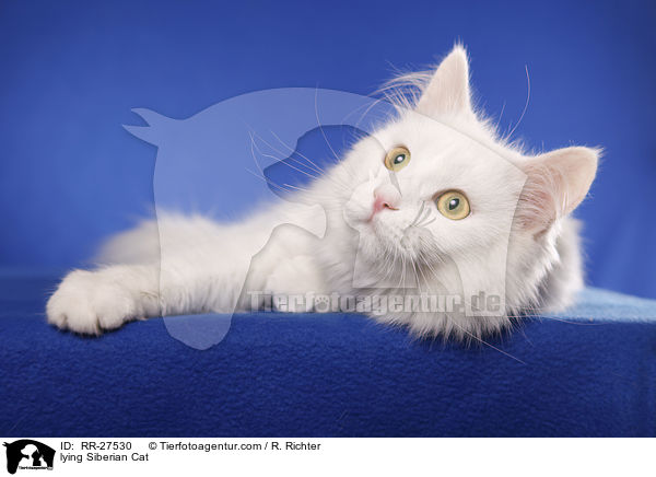 liegende Sibirische Katze / lying Siberian Cat / RR-27530