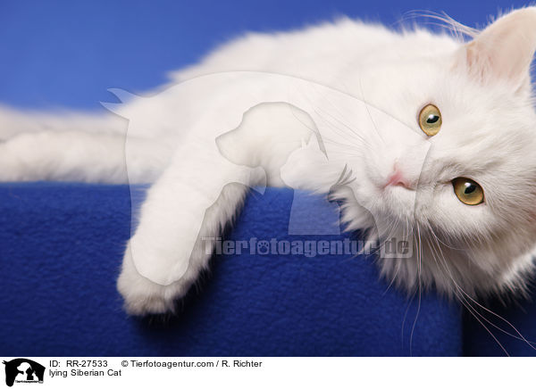 liegende Sibirische Katze / lying Siberian Cat / RR-27533