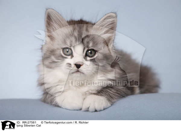 liegende Sibirische Katze / lying Siberian Cat / RR-27561