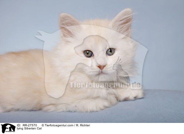 liegende Sibirische Katze / lying Siberian Cat / RR-27570