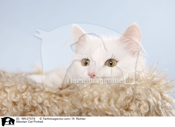 Sibirische Katze Portrait / Siberian Cat Portrait / RR-27578