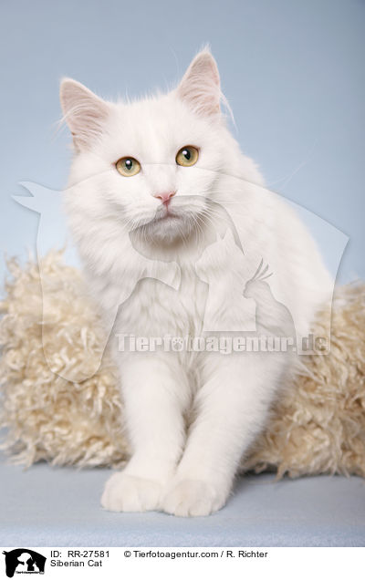 Sibirische Katze / Siberian Cat / RR-27581