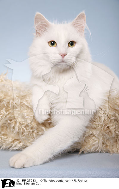 liegende Sibirische Katze / lying Siberian Cat / RR-27583
