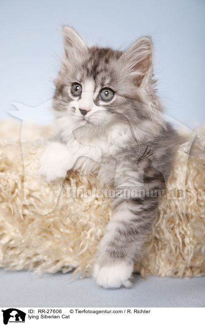 liegende Sibirische Katze / lying Siberian Cat / RR-27606