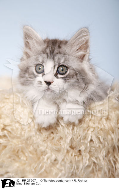 liegende Sibirische Katze / lying Siberian Cat / RR-27607