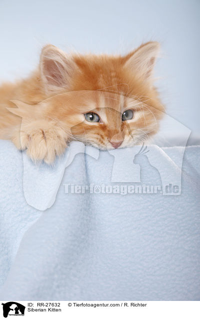 Sibirisches Ktzchen / Siberian Kitten / RR-27632