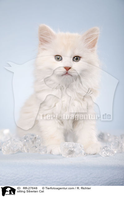 sitzende Sibirische Katze / sitting Siberian Cat / RR-27648