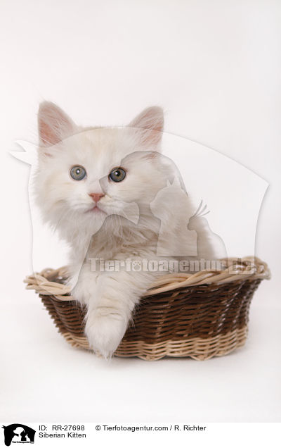 Sibirisches Ktzchen / Siberian Kitten / RR-27698