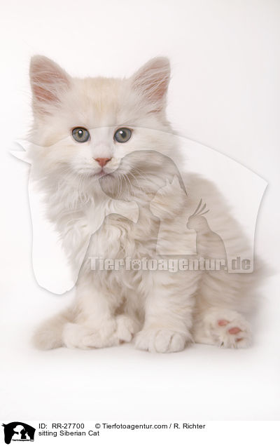 sitzende Sibirische Katze / sitting Siberian Cat / RR-27700