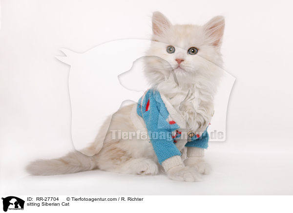 sitting Siberian Cat / RR-27704