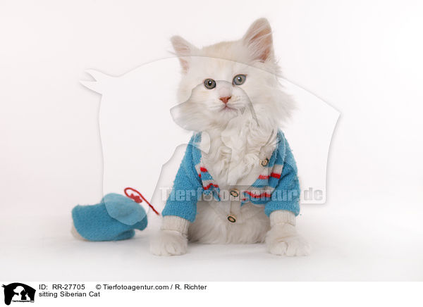 sitting Siberian Cat / RR-27705