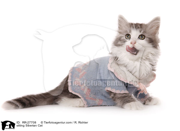 sitzende Sibirische Katze / sitting Siberian Cat / RR-27708