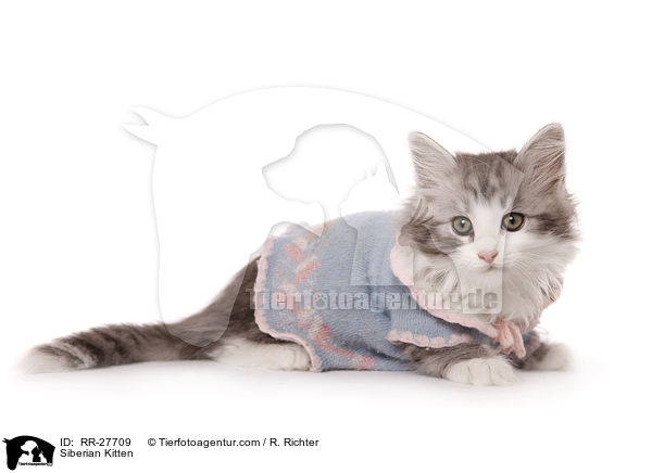 Sibirisches Ktzchen / Siberian Kitten / RR-27709