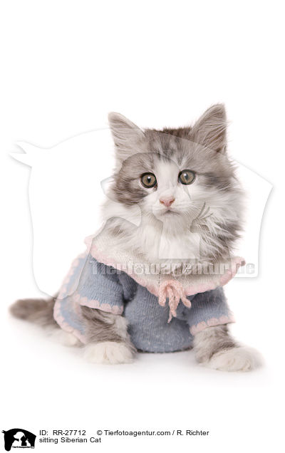 sitting Siberian Cat / RR-27712