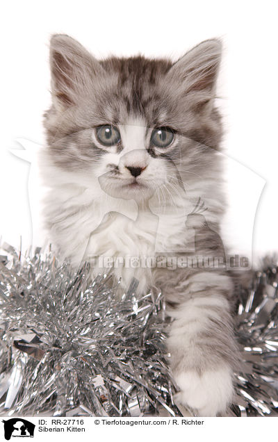 Sibirisches Ktzchen / Siberian Kitten / RR-27716