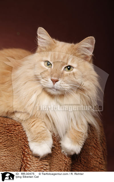 liegende Sibirische Katze / lying Siberian Cat / RR-30475