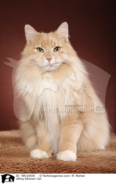 sitzende Sibirische Katze / sitting Siberian Cat / RR-30506