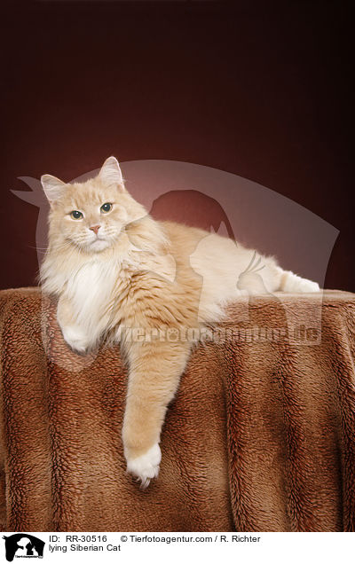 liegende Sibirische Katze / lying Siberian Cat / RR-30516