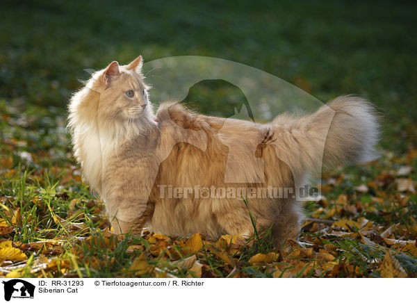 Sibirische Katze / Siberian Cat / RR-31293