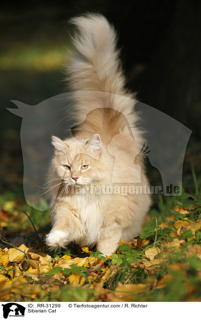 Sibirische Katze / Siberian Cat / RR-31299