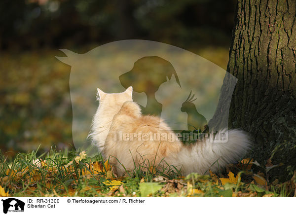 Sibirische Katze / Siberian Cat / RR-31300