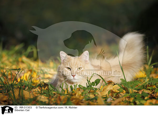 Sibirische Katze / Siberian Cat / RR-31303