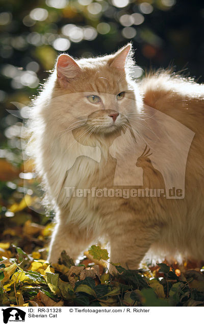 Sibirische Katze / Siberian Cat / RR-31328