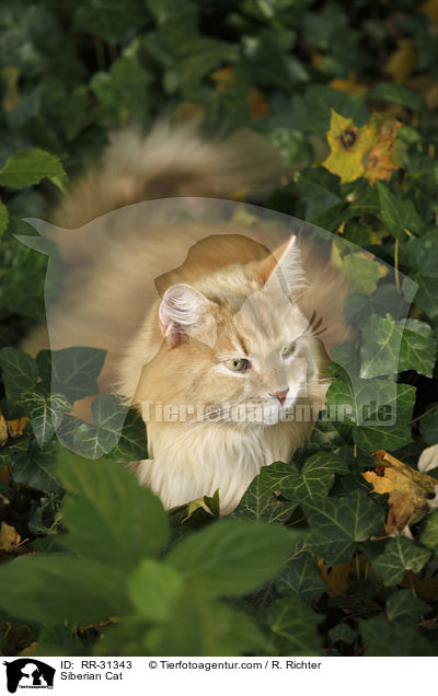 Sibirische Katze / Siberian Cat / RR-31343