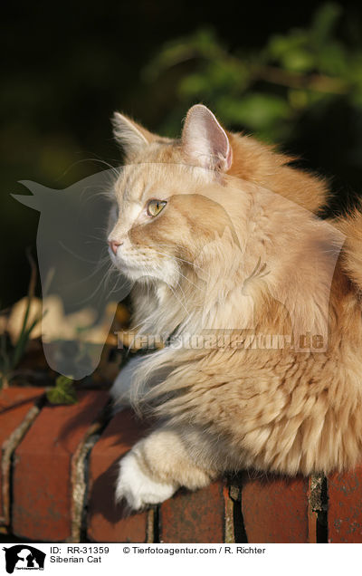 Sibirische Katze / Siberian Cat / RR-31359