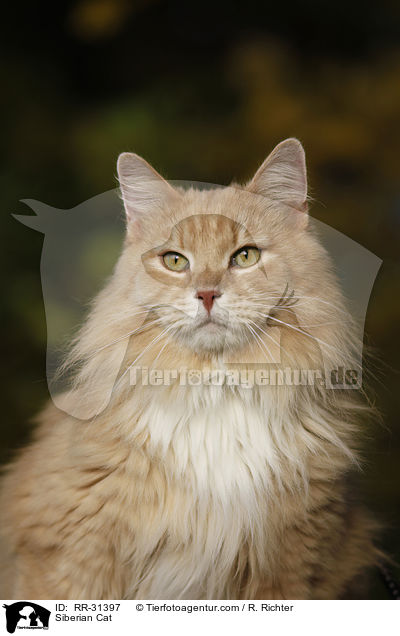 Sibirische Katze / Siberian Cat / RR-31397