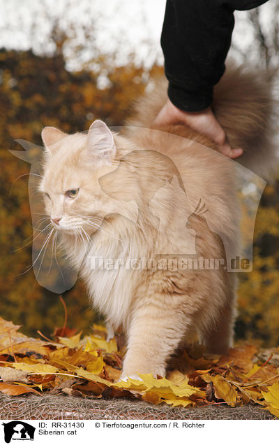 Sibirische Katze / Siberian cat / RR-31430