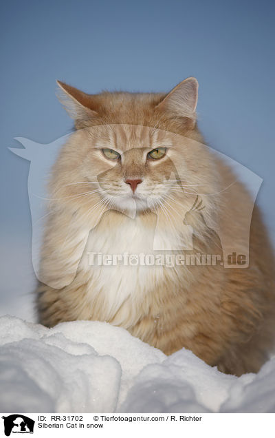 Sibirische Katze im Schnee / Siberian Cat in snow / RR-31702