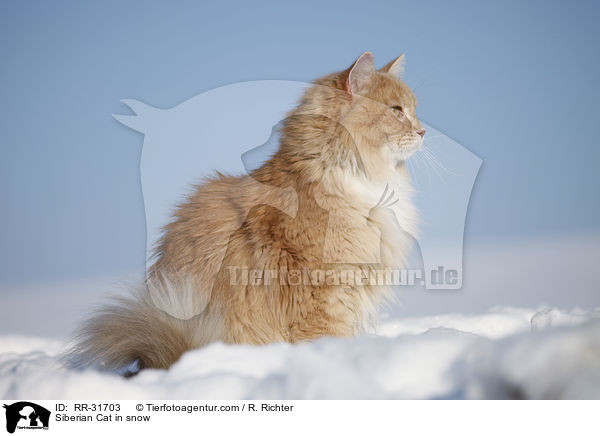 Sibirische Katze im Schnee / Siberian Cat in snow / RR-31703