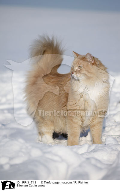 Sibirische Katze im Schnee / Siberian Cat in snow / RR-31711