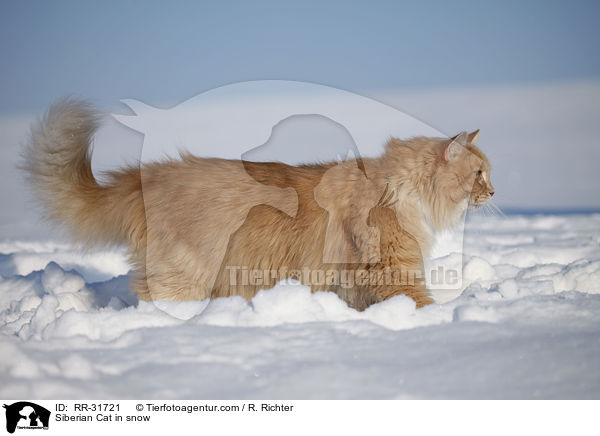 Sibirische Katze im Schnee / Siberian Cat in snow / RR-31721