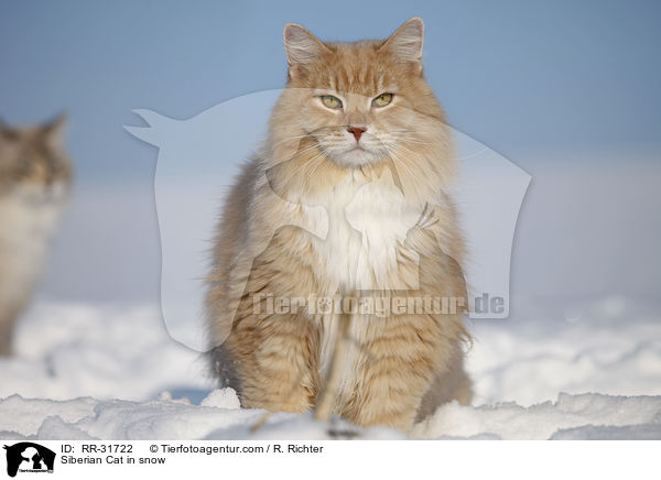 Sibirische Katze im Schnee / Siberian Cat in snow / RR-31722