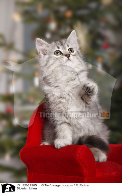 Sibirisches Ktzchen / Siberian kitten / RR-31905