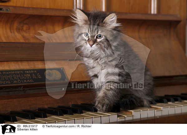 Sibirisches Ktzchen / Siberian kitten / RR-31917