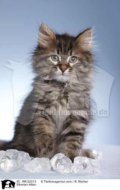 Sibirisches Ktzchen / Siberian kitten / RR-32013