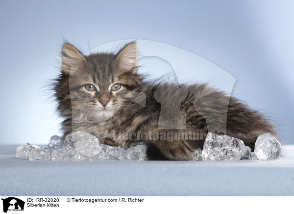 Sibirisches Ktzchen / Siberian kitten / RR-32020