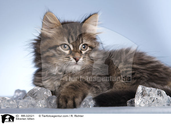 Sibirisches Ktzchen / Siberian kitten / RR-32021